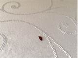 Pictures of What To Expect After Bed Bug Treatment
