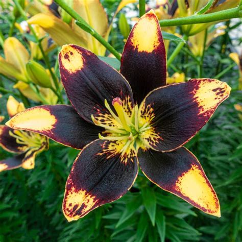 Buy Easy Dance Lily Asiatic Lilies Brecks Bulbs Canada