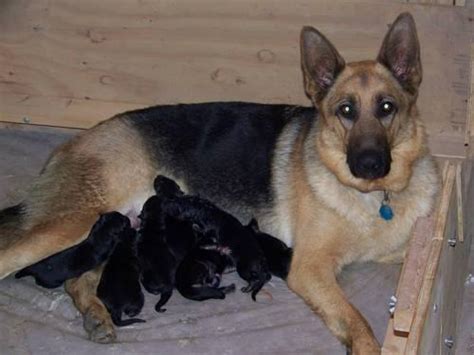 This breed is large, agile, and strong. AKC German Shepherd Puppies for Sale in Washington, New ...