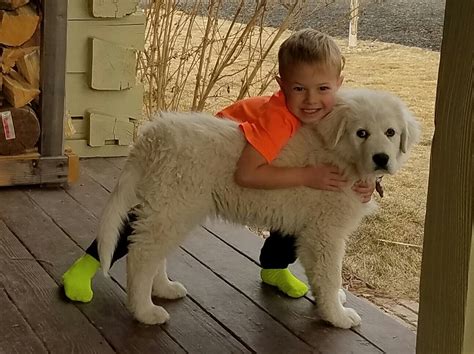 Sunny Ridge Kennels, ltd. – Discover the Wonder of Great Pyrenees
