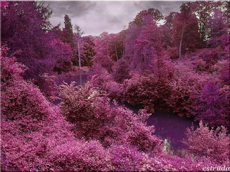 Paisaje En Color Morado Color Naturaleza Morado Paisaje Fondo De Pantalla Hd Peakpx