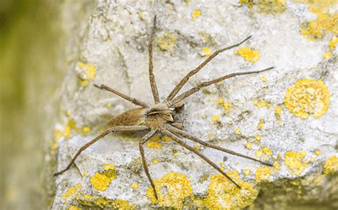 What You Should Know About Hobo Spiders If You Live In Central Washington