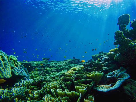 7 Reasons why the ocean is SO important - Oceanpreneur