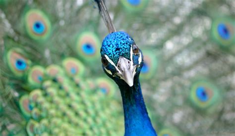 Are Peacocks Friendly To Humans Full Behavior Guide Nayturr