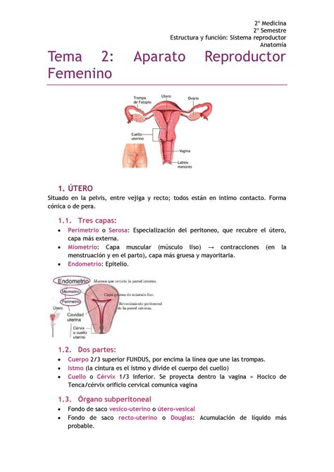 Aparato Reproductor Femenino Tema Femenino Medicina Semestre Estructura Y Sistema Studocu