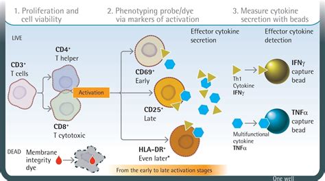 Am Weitesten Rand Lautsprecher Cd25 Activation Marker T Cells Nautische