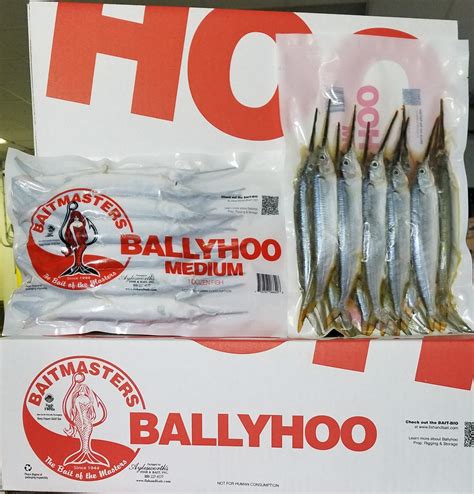 6620 Ballyhoo Medium Aylesworths Fish And Bait