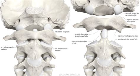 Anatomy Standard Drawing Atlanto Occipital And Atlanto Axial Joints