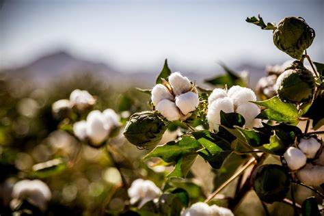 Fraud Uncovered In Indian Organic Cotton Sector Apparel Insider