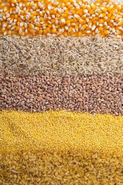 Collection Set Of Cereal Grains Stock Photo By ©ksena32 103329260