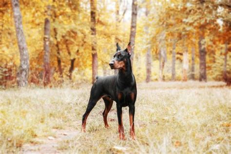 13 Black And Brown Dog Breeds Great Pet Care