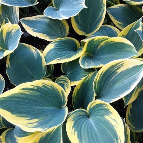 Hosta First Frost Plantain Lily From Antheia Gardens