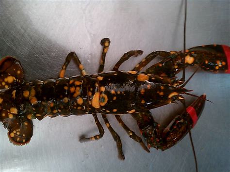 Calico Lobster Landed At Captain Joe And Sons November 17 Flickr