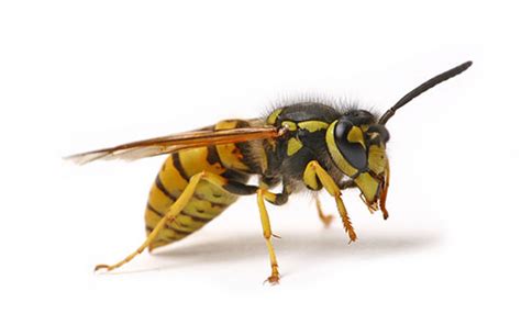 Wasps And Hornets Effective Control Berkshire Uk