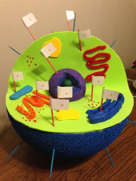 Animal Cell Model 5th Grade Animal Cell Project Ideas Animal Cell