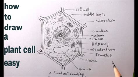 How To Draw A Plant Cell Easy Step By Step Diagram Of
