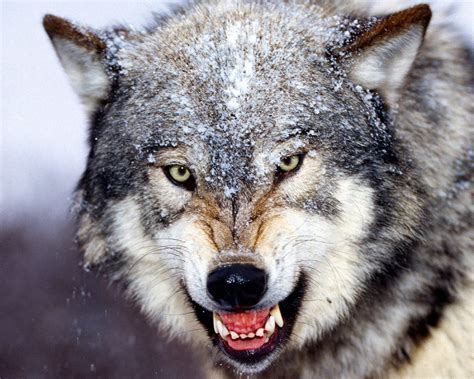 Mad Wolf Animals Pinterest