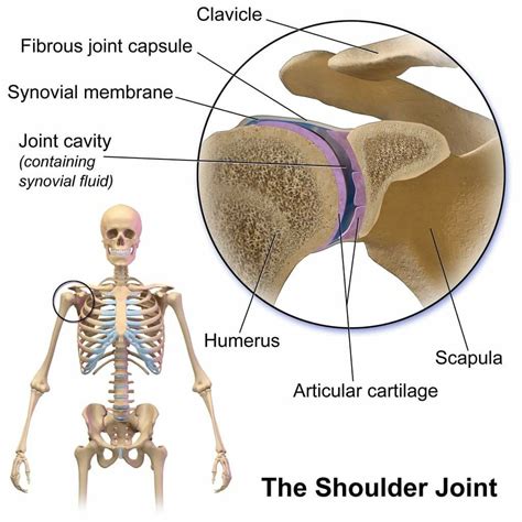 Pin By Babugopal On Plants Joints Anatomy Shoulder Frozen Shoulder