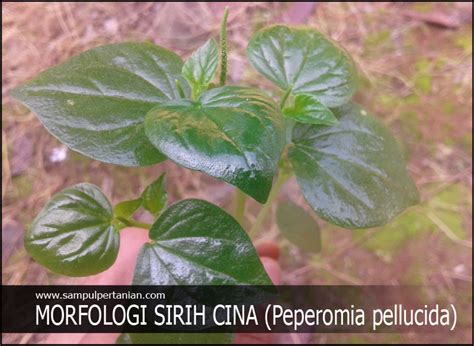 Morfologi Sirih Cina Atau Ketumpang Air Peperomia Pellucida