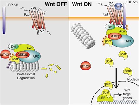 Wnt Signaling Roles On The Structure And Function Of The Central
