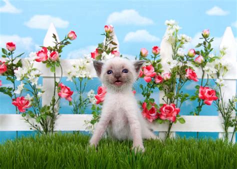 Siamese Kitten In Flower Garden On Grass Stock Image Image Of Cute