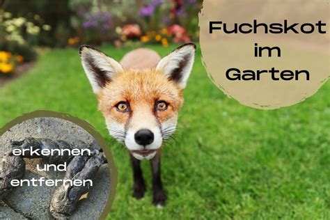Sie entdecken immer mehr die vorzüge von gärten, denn hier finden die tiere in mülltonnen, auf dem beet oder im kompost üppige nahrungsquellen. Fuchskot im Garten: was tun? | Kot erkennen