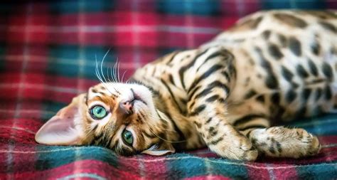 Bengal Cat Breed Facts Temperament And Care Info Bechewy