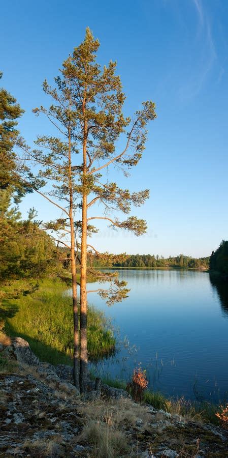 Pine Tree On Ladoga Lake Shore Stock Image Image Of Park North 51311575