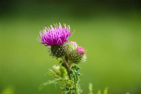 What Are The Types Of Thistle Weeds Easy Way To Garden