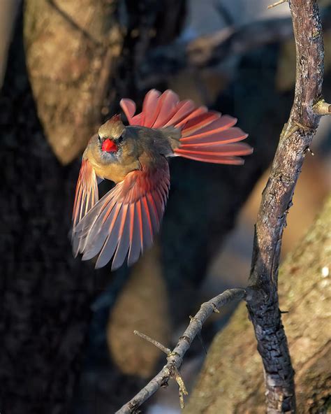 Female Cardinal In Flight Photograph By Flinn Hackett Pixels