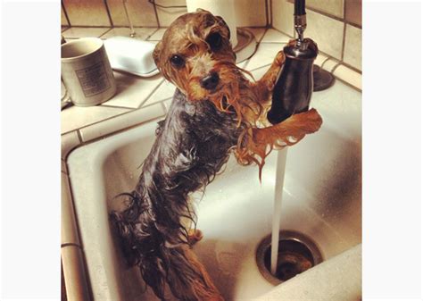 10 Impossibly Cute Wet Dogs Photo Gallery