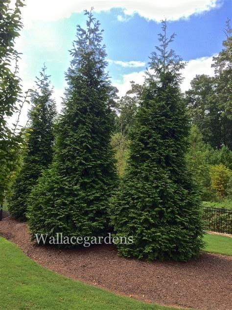Types Of Cedar Trees For Landscaping Prior Column Photography