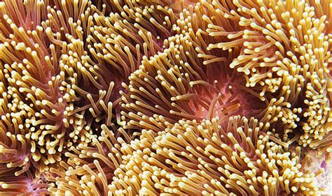 Best Coral Cnidarian Stock Photos Pictures And Royalty Free Images Istock