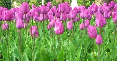 L'olanda è leader mondiale nella la parola tulipano deriva da una parola turca che significa turbante. Tulipani in Olanda - Turisti A Ogni Costo