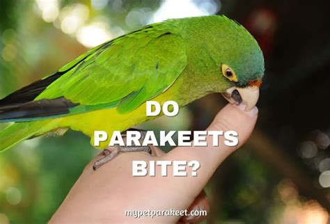 Do Parakeets Bite 7 Reasons Your Parakeet Is Biting And How To Stop It