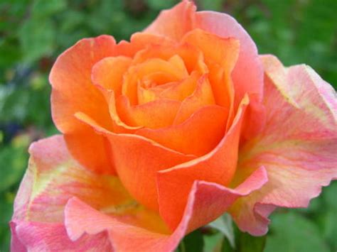 Roses For All Seasons The Beauty Of Hybrid Tea Roses