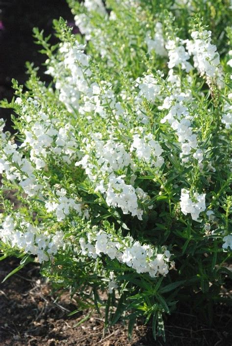 Sungelonia White In 2020 Moon Garden Annual Flowers Flower Beds