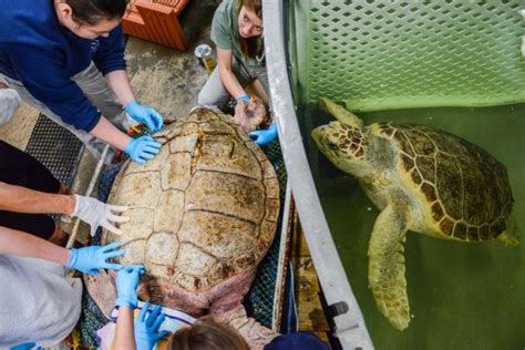 Images Conserving Endangered Kemps Ridley Sea Turtles