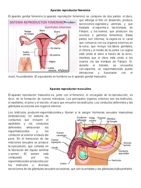 Aparato Reproductor Femenino Sistema Endocrino Sistema Respiratorio