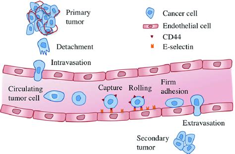 metastasis is the process in which cancer cells spread from their download scientific diagram