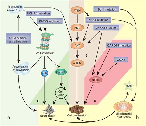 Parkinsons Disease Cell Signaling Pathway