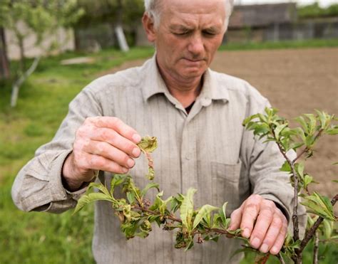 Premium Photo Farmer Examining Cherry Trees In The Garden