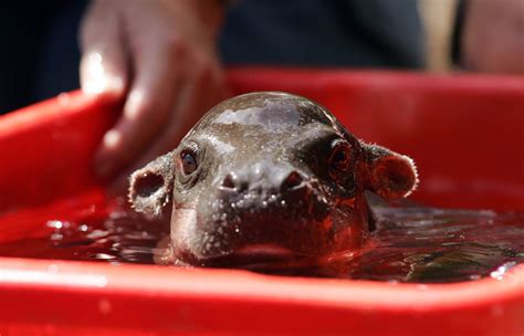 Meet Monifa An Adoro One Month Old Pygmy Hippopotamus Popsugar Pets