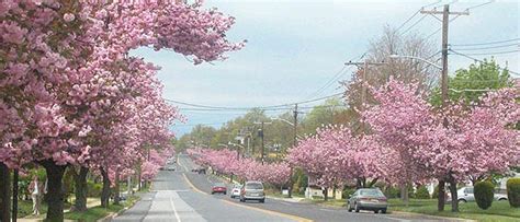Cherry Blossoms In Cherry Hill Nj