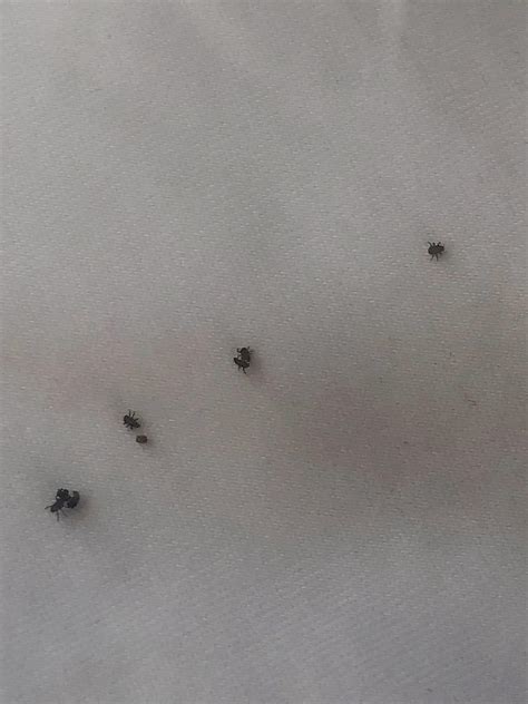 Small Black Beetle In Bed Twin Over Full Mattress