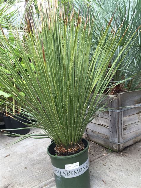 Very Tall Spiky Grass Plants Drought Tolerant Plants Planters