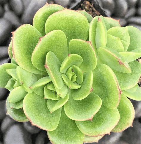 Echeveria Multicaulis Care Guide With Pictures Succulents Network