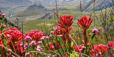 Fabulous Fynbos Jewels Of The Cape Floral Kingdom South Africa