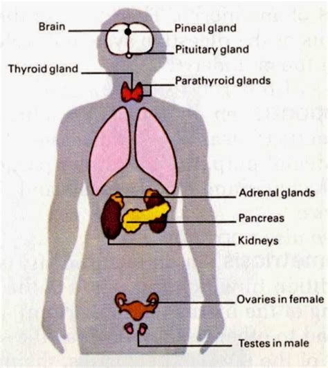 Endocrine System In Humans