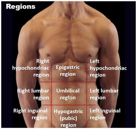 Quadrants Labeled Anatomy 2 Anatomical Areas Of The Abdomen A Quadrants